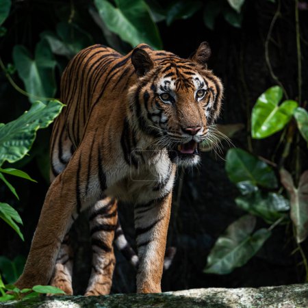 A tiger walks in search of food in the forest when hungry.