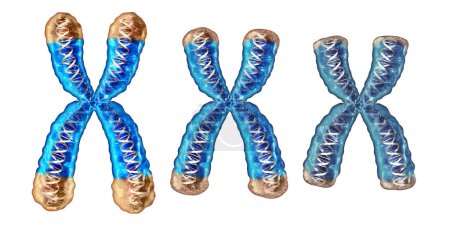 Telomere aging process as shortening and reduction of telomeres located on the end caps of a chromosome resulting in damaging DNA resulting in shorter life or short lifespan as a 3D illustration.