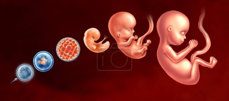 Stades de développement des embryons et embryologie ou embryogenèse en tant que sperme et ovule avec un ovule fécondé et un blastocyste à un foetus en tant que développement de la grossesse humaine ou concept de fertilité et de reproduction avec des éléments d'illustration 3D.