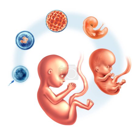 Estadios de desarrollo de embriones de crecimiento prenatal humano y embriología o embriogénesis como esperma y óvulo y blastocisto para un feto como embarazo o concepto de fertilidad con elementos de ilustración 3D.