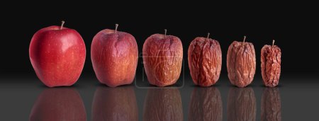 Biología del ciclo de vida y proceso de envejecimiento como una nueva manzana roja madura fresca que se descompone y envejece y se arruga como maduración biológica.