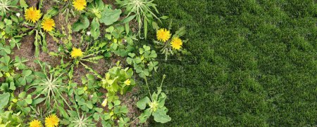 Unkrautbekämpfung Rasenpflege und Hofproblem als unerwünschtes Unkraut auf einer grünen Rasenfläche als Symbol für den Einsatz von Herbiziden und Pestiziden im Garten oder Garten- und Landschaftsbaukonzept.