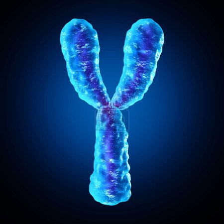 Y Chromosome as human biology Chromosomes structure containing dna genetic information as a medical symbol for gene therapy or microbiology genetics research.