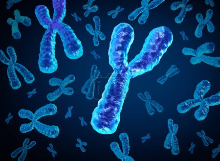 Y Chromosome Disappearing and Y-Chromosomes dying out as a concept for a human biology x structure containing dna genetic information as a medical symbol for gene therapy or microbiology genetics research.
