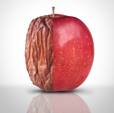 Health And Disease or Aging Process and mental health symbol as a new fresh mature red apple zersetzt sich und wird alt und faltig als Symbol für Optimismus oder Pessimismus und Sterblichkeit.