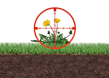 Targeting Weeds and organic weed control as a dandelion flower and unwanted plants with a target symbol for pests on a green grass field as a symbol of herbicide use in the garden or gardening and landscaping concept.
