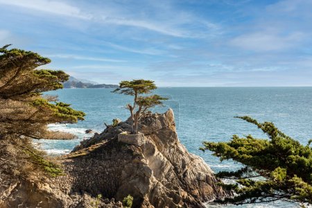 Cyprès solitaire sur 7 Mile Drive. 17 Mile Drive est une route panoramique à travers Pebble Beach et Pacific Grove sur la péninsule de Monterey en Californie du Nord.