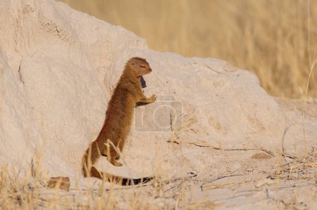 Slender mongoose is looking, etosha nationalpark, namibia, (galerella sanguinea