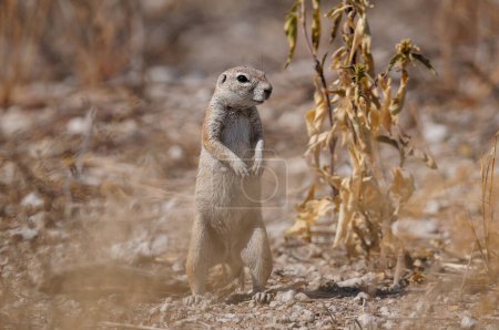 Cape ground squirrel are standing and look, etosha nationalpark, namibia, (yerus inauris