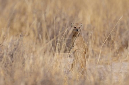 Yellow mongoose is looking, etosha nationalpark, namibia, (cynitis pinicillata