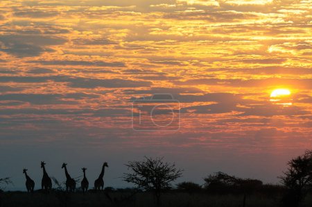 Giraffe herd standing in a sunrise landscape, etosha nationalpark, namibia, (giraffa camelopardalis