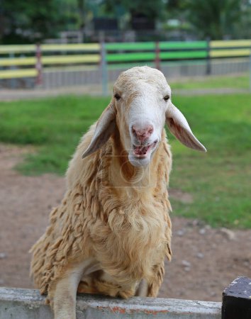 Téléchargez les photos : Portrait d'une jeune chèvre escaladant une clôture à la ferme. - en image libre de droit