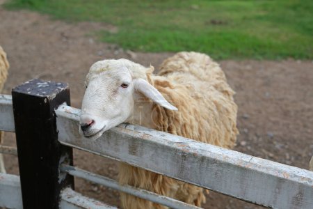 Téléchargez les photos : Goat at the farm. Portrait of a young Goat. - en image libre de droit