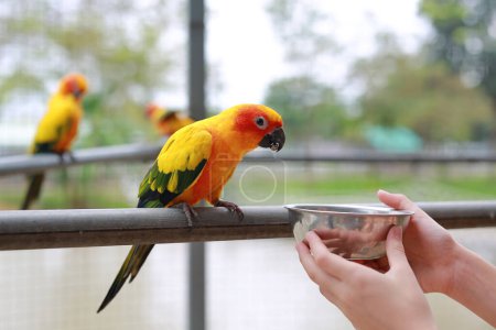Téléchargez les photos : Close-up hand holding sunflower seeds feeding macaw bird animal in zoo. - en image libre de droit