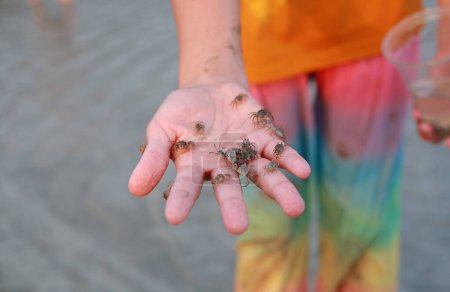 Téléchargez les photos : Gros plan jeune fille main tenant petit crabe. - en image libre de droit