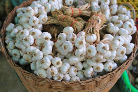 Téléchargez les photos : Bouquet d'ail dans le panier après la récolte lié à facile à stocker et à vendre. - en image libre de droit