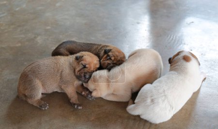 Téléchargez les photos : Groupe de chiots nouveau-nés dormant sur le sol de ciment. - en image libre de droit