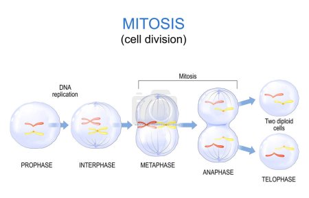 Téléchargez les illustrations : Division cellulaire de mitose. Schéma vectoriel. Affiche pour l'éducation - en licence libre de droit