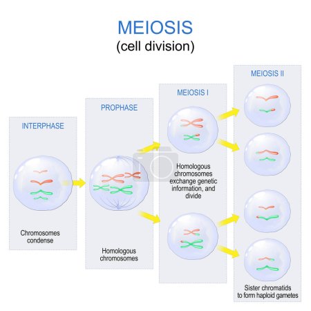 Méiose. division cellulaire pour produire les gamètes, tels que les spermatozoïdes ou les ovules. reproduction sexuelle. Schéma vectoriel. Affiche pour l'éducation
