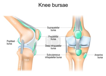 Illustration for Knee bursae. synovial pockets or sacs that surround the knee joint cavity. Synovial joint anatomy. Frontal and side view of human knee joint. Vector illustration - Royalty Free Image
