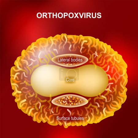 Téléchargez les illustrations : Orthopoxvirus ou virus de la variole du singe qui causent la variole, la vérole, la variole du cheval, la variole du chameau et la variole du singe. Anatomie du virus Orthopoxvirus sur fond rouge. Structure de Virion. Affiche vectorielle - en licence libre de droit