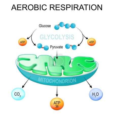 respiración aeróbica. Glicólisis y Síntesis ATP en mitocondrias. convertir la glucosa en piruvato en las células. vía metabólica. Cartel vectorial