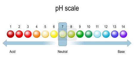 Illustration for Ph scale. chart of pH value for acid and alkaline solutions. acid-base balance. infographic, vector illustration - Royalty Free Image