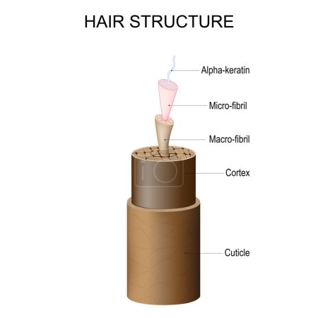 Haarstruktur von Cuticle und Cortex bis Mikrofibrille, Makrofibrille und Alpha-Keratin. Anatomie des Haarschafts. Haarpflege. Vektorplakat