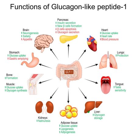 Téléchargez les illustrations : Fonctions de Glucagon-like peptide-1. perte de poids. GLP-1. Traitement du diabète. propriétés physiologiques de l'hormone peptidique. Organes internes humains. diagramme vectoriel - en licence libre de droit