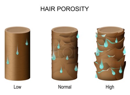 hair porosity. Part of hair with water drops. Low porosity - difficulty obtaining moisture. Normal - allowing moisture to be easily absorbed and retained. High - hair to easily lose the moisture. Vector illustration
