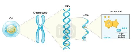 Struktur der Zelle. Von Nukleobase wie Adenin über Gen, DNA und Chromosom. Genomsequenz. Molekularbiologie. Vektorplakat