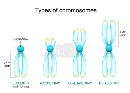 tipos de cromosomas. Estructura del cromosoma con brazos centrómeros, largos y cortos. Metacéntrico, Submetacéntrico, Acrocéntrico, Telocéntrico. Cromosomas transparentes con efecto brillante sobre fondo blanco. póster vector