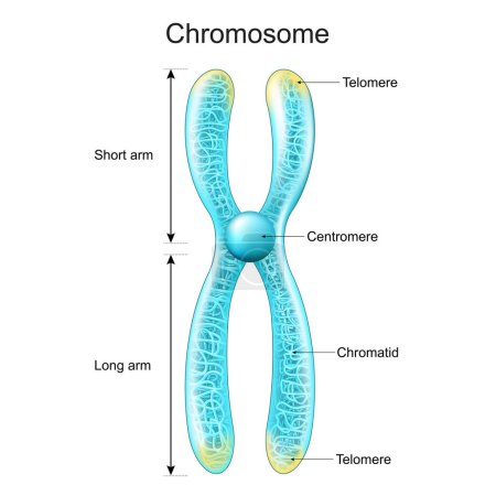 Estructura del cromosoma. material genético que se envasó en brazos cromátidos, centrómeros, cortos y largos. metafase. Cromosoma transparente con efecto brillante. póster vector
