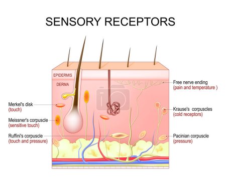 Illustration for Skin sensory receptors. Cross section of humans skin layers with Free nerve ending, Merkel's disk, Pacinian, Ruffini's, Krause's, and Meissner's corpuscles. Vector illustration - Royalty Free Image
