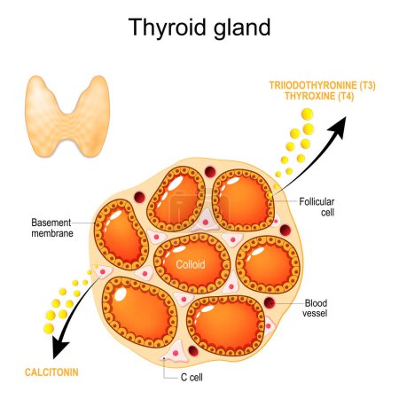 Illustration for Thyroid gland anatomy and physiology. Structure of a human Thyroid gland. Follicular Cells, Basement Membrane, Blood Vessel, C-cell and Colloid. Hormones and endocrine function of thyroid gland. Triiodothyronine (t3), thyroxine (t4) and Calcitonin. V - Royalty Free Image