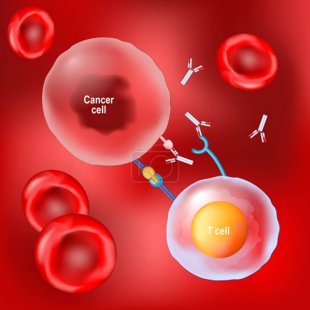 Krebstherapie und monoklonale Antikörper. Rote Blutkörperchen, T-Zellen und Krebszellen auf rotem Hintergrund. Vektor