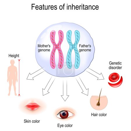 Illustration for Features of inheritance. chromosome theory of inheritance. Cell with parents genome and track the inheritance patterns of traits like Skin, Hair and Eye color, Genetic disorder and height. Mendel's law about Segregation, Independent Assortment and Pr - Royalty Free Image