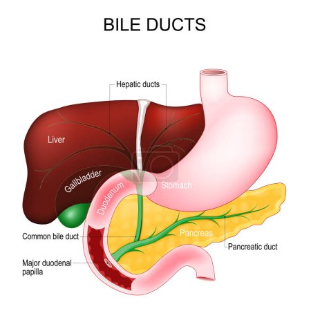 Illustration for Bile ducts. Bile is secreted by the liver into gallbladder and form the common bile duct which then opens into the intestine. Human's digestive system. vector diagram - Royalty Free Image