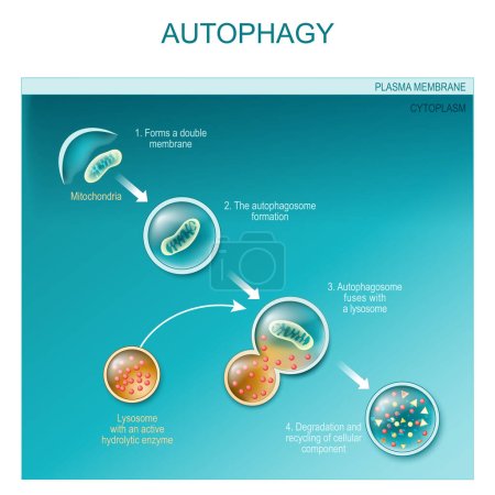 Ilustración de Autophagy of mitochondria. Diagram of the process of autophagy from Forming a membrane and autophagosome to fuse phagosome and lysosome when contents of the vesicles are degraded and recycled. Autophagy defects linked to various diseases and cancer d - Imagen libre de derechos