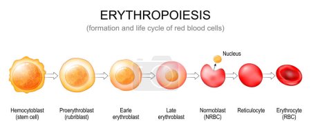Illustration for Erythropoiesis. Formation and life cycle of red blood cells from stem cell to Normoblast, Reticulocyte and Erythrocyte. Vector poster - Royalty Free Image