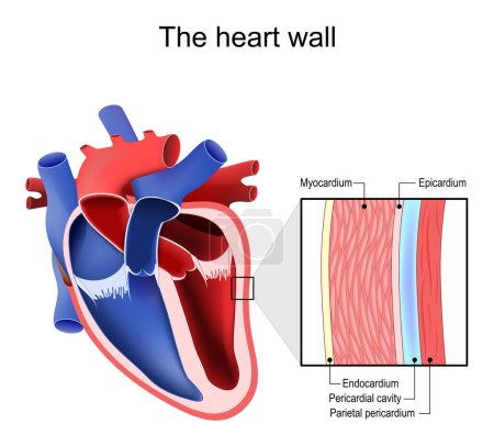 Layers of Heart wall. Pericardium structure. Anatomy of pericardial sac. Vector illustration