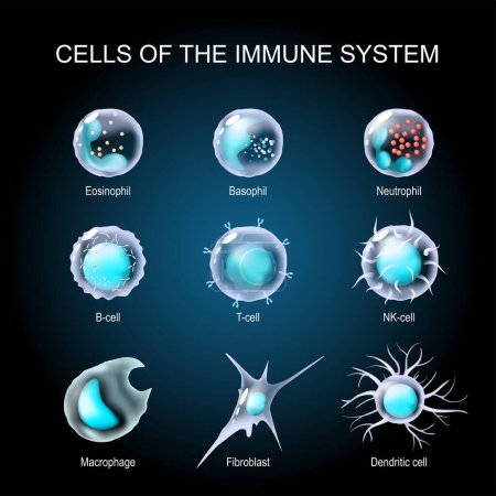 Illustration for Cells of the immune system. White blood cells or leukocytes Eosinophil, Neutrophil, Basophil, Macrophage, Fibroblast, and Dendritic cell. Set of transparent realistic cells on a dark background. Vector illustration - Royalty Free Image