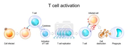 Illustration for Activation of leukocytes. T-cell encounters its cognate antigen on the surface of an infected cell. T-cells direct and regulate immune responses and attack infected or cancerous cells. Cell-mediated immunity. The Adaptive and Innate immune system. ve - Royalty Free Image
