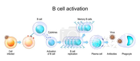 Activation of B cell leukocytes. transparent realistic cells of Adaptive and Innate immune system. vector poster