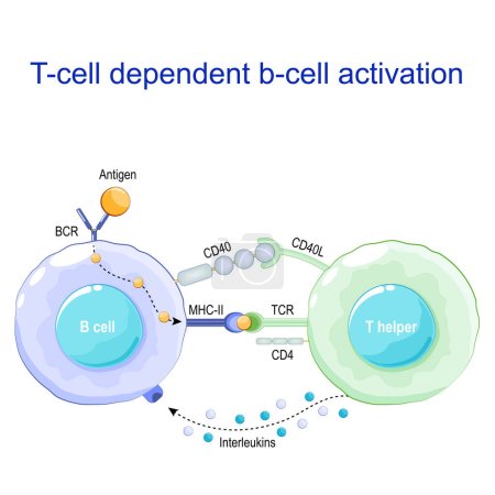 T-cell dependent b-cell activation. B lymphocyte binds an antigen, receive help from a T helper, and differentiate into a plasma cell that secretes of antibodies. Receptors on surface of white blood cells. Human immune system. Vector poster
