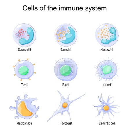Ilustración de Cells of the immune system. White blood cells or leukocytes Eosinophil, Neutrophil, Basophil, Macrophage, Fibroblast, and Dendritic cell. Vector illustration - Imagen libre de derechos