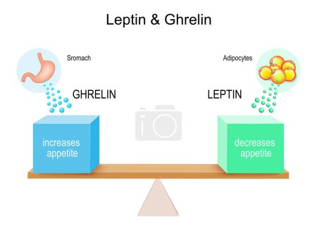Illustration for Leptin and ghrelin. eating disorders. Stomach produce ghrelin hormone for appetite increase, and adipose tissue release leptin for decrease appetite. Lever with blue and green boxes. Vector illustration - Royalty Free Image