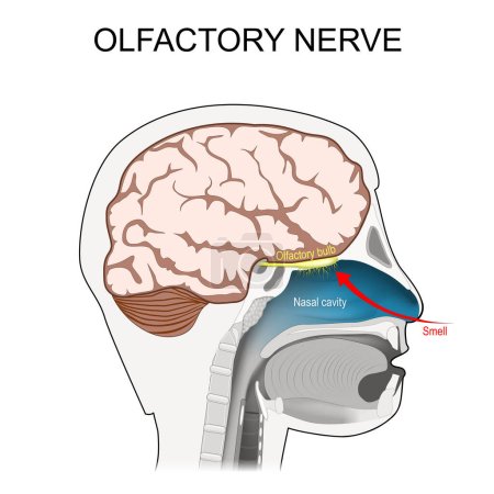 Téléchargez les illustrations : Olfactory nerve. location of the first cranial nerve. Cross section of a human head with brain, nasal cavity, olfactory bulb, and smell receptors relating to the sense of smell. Vector poster - en licence libre de droit