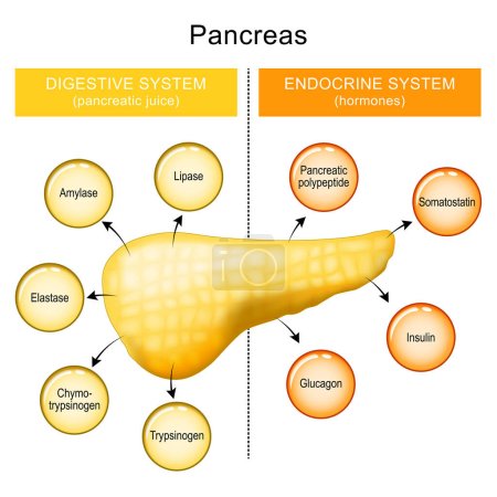 Illustration for Pancreas function. internal organ of a digestive and endocrine systems. pancreatic juice and hormones of a human pancreas. Enzymes: trypsinogen, chymotrypsinogen, elastase, carboxypeptidase, pancreatic lipase, nucleases and Hormones - Royalty Free Image