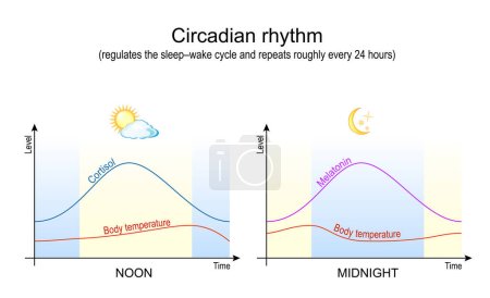 Ilustración de Ritmo circadiano. Temperatura corporal, cortisol y melatonina. Trastorno del sueño, insomnio. Cartel vectorial - Imagen libre de derechos